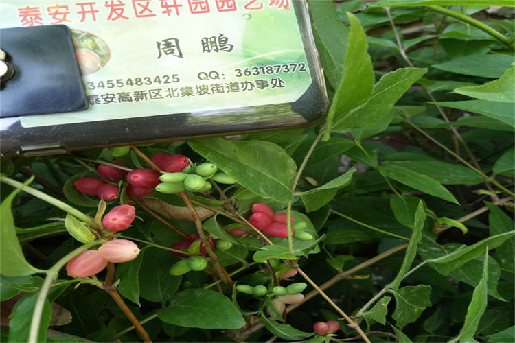 爱情果苗规格同城供应商