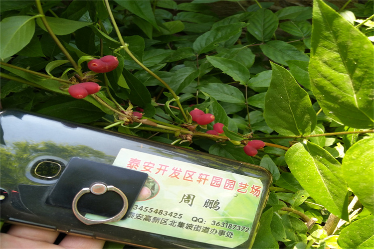 相思果苗量大从优真实拍摄品质可靠