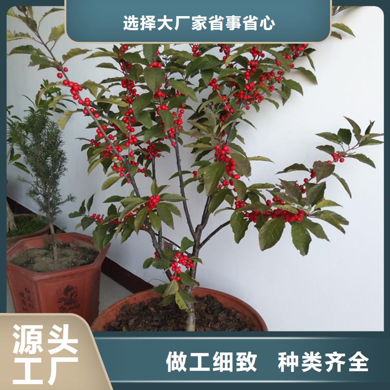 北美冬青批发规格齐全厂家销售