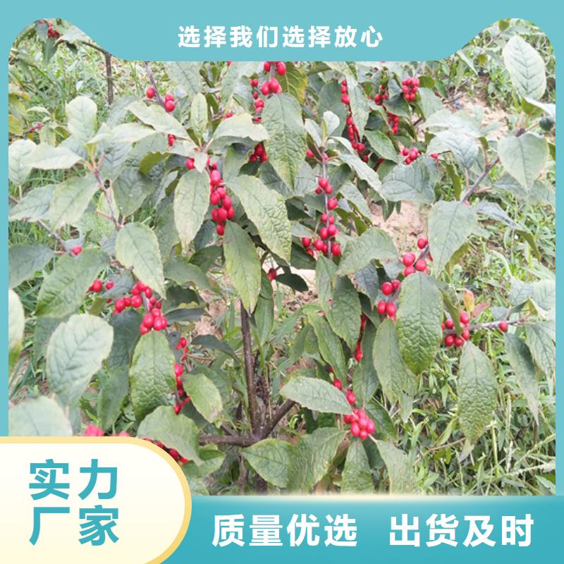 北美冬青露天种植当地生产商