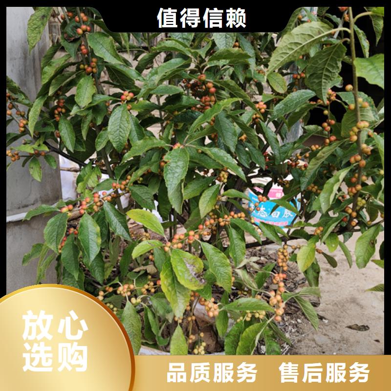 北美冬青采摘园支持大批量采购
