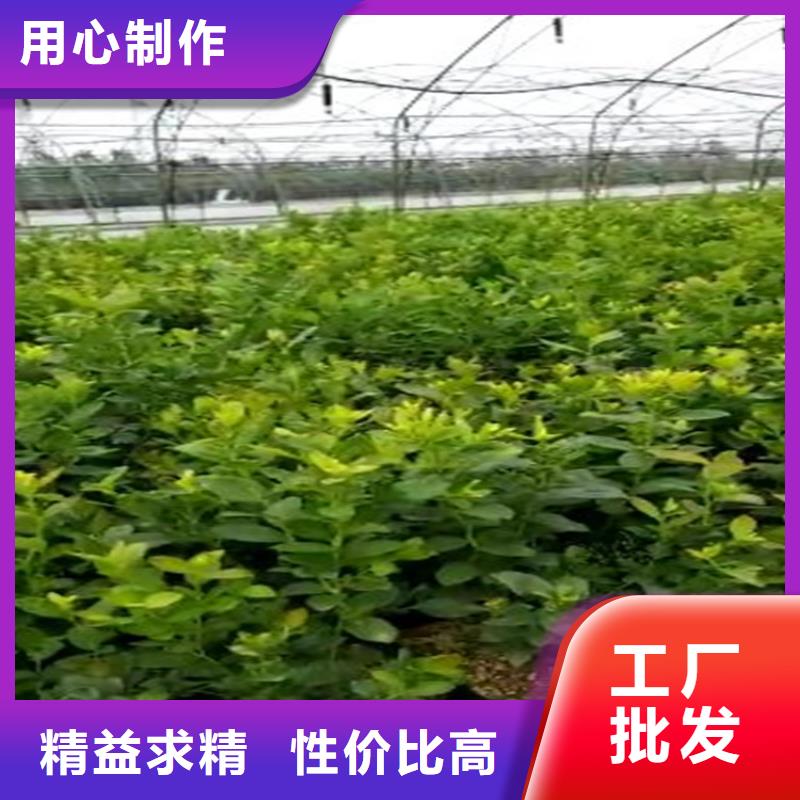 蓝莓苗全国配送优质原料