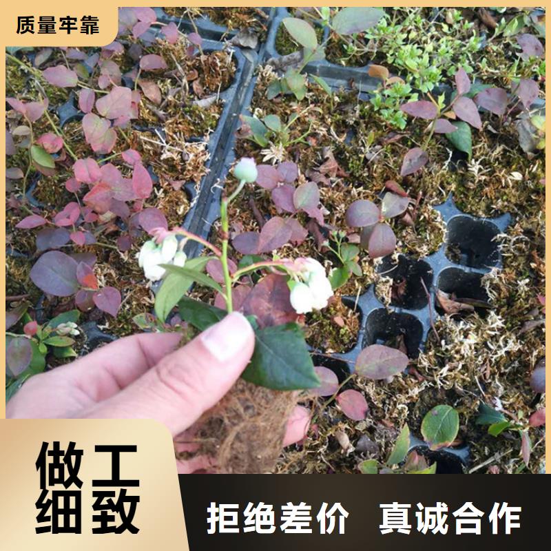 结果蓝莓树采摘园免费回电
