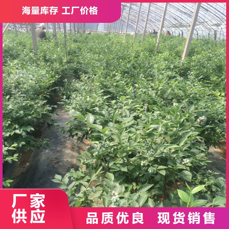 蓝莓苗大棚种植老品牌厂家
