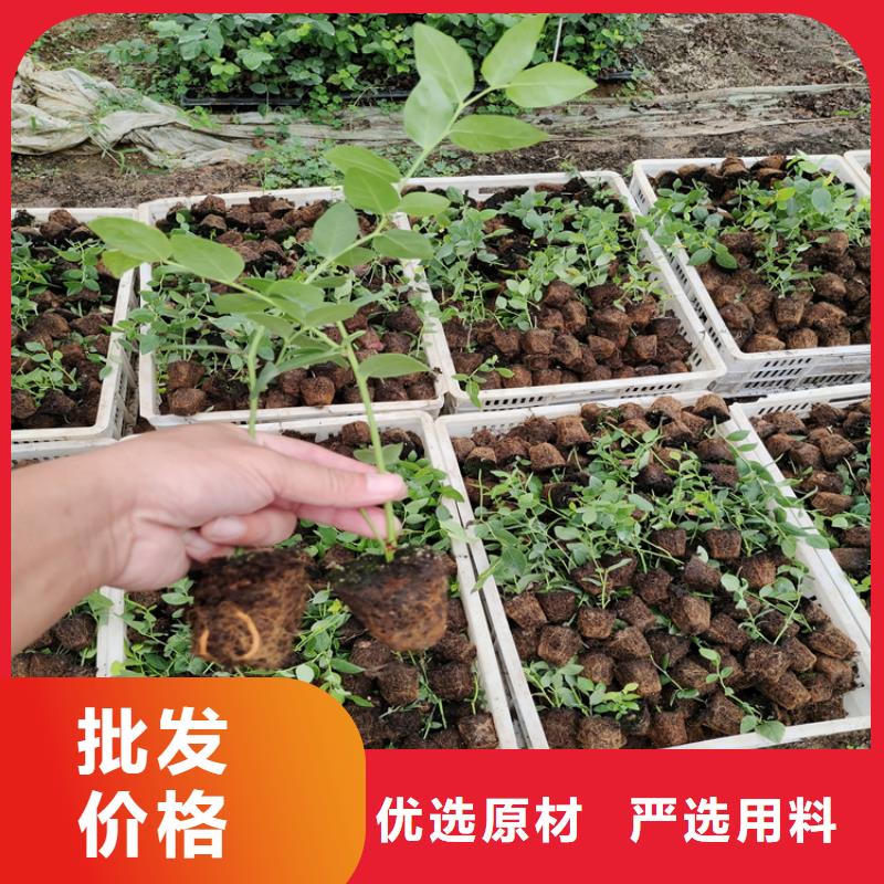 结果蓝莓树种植技术厂家直销供货稳定