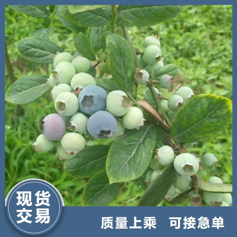 组培蓝莓苗价格实力见证