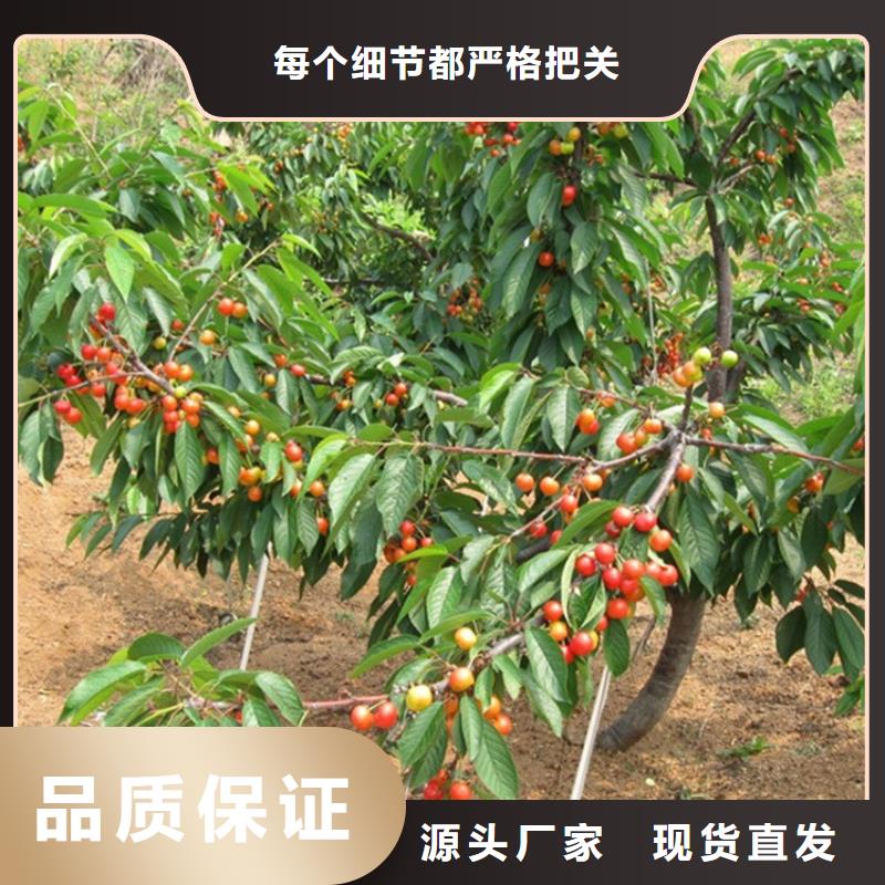 矮化大樱桃树苗怎么卖一站式采购