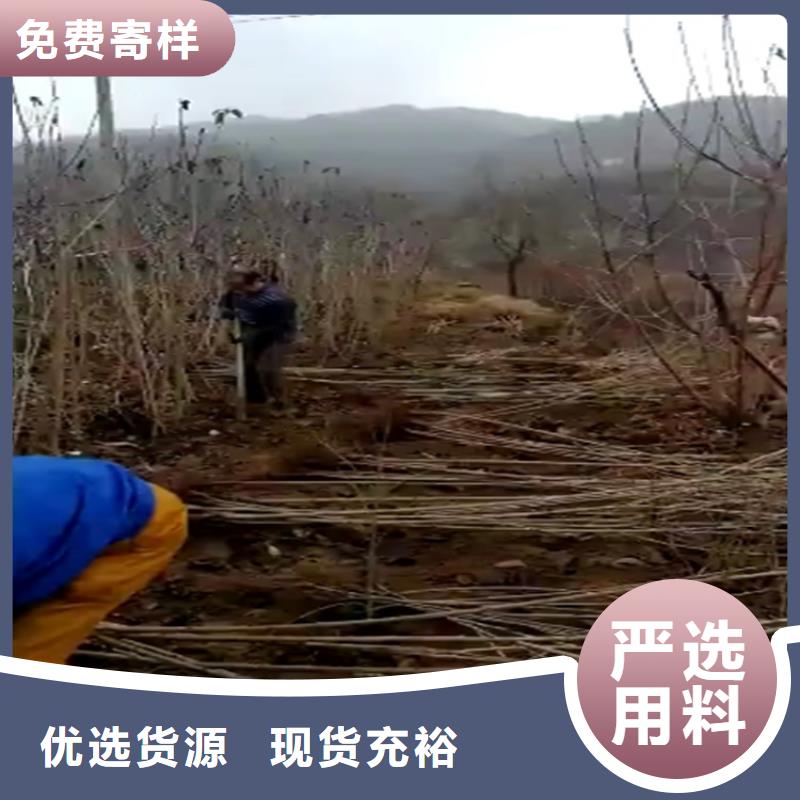 大樱桃苗价格从源头保证品质