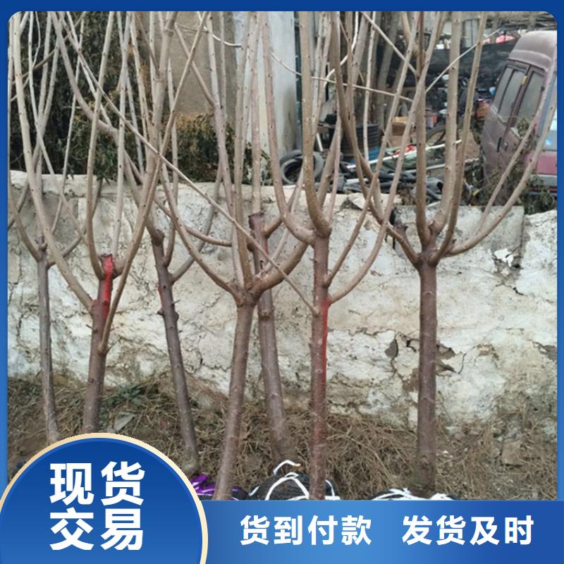 矮化车厘子树苗育苗基地同城货源