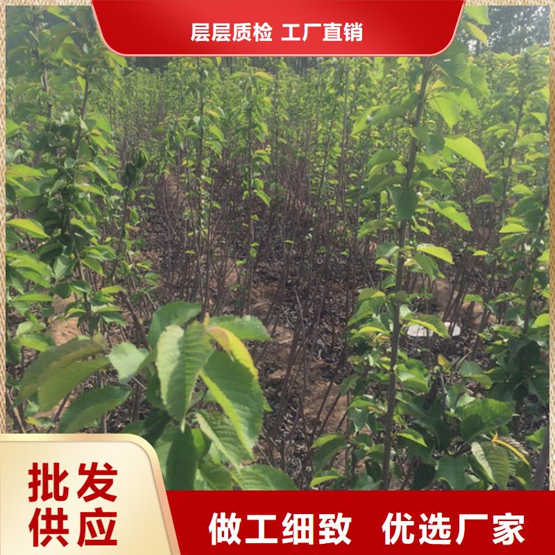 矮化车厘子苗基地直销免费寄样