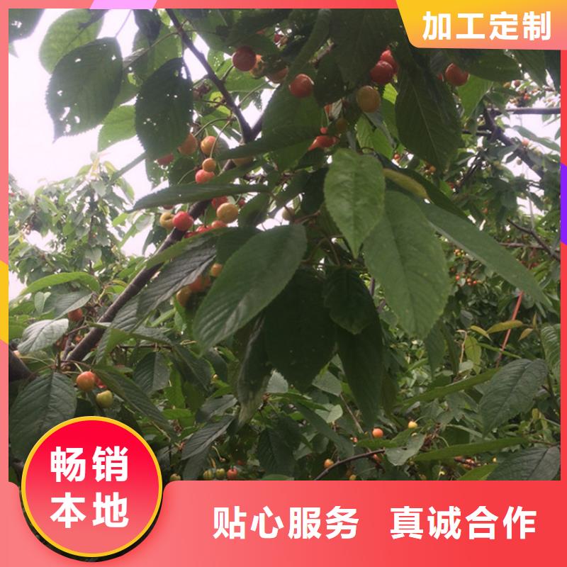 矮化吉塞拉大樱桃苗一亩地多少棵实力见证
