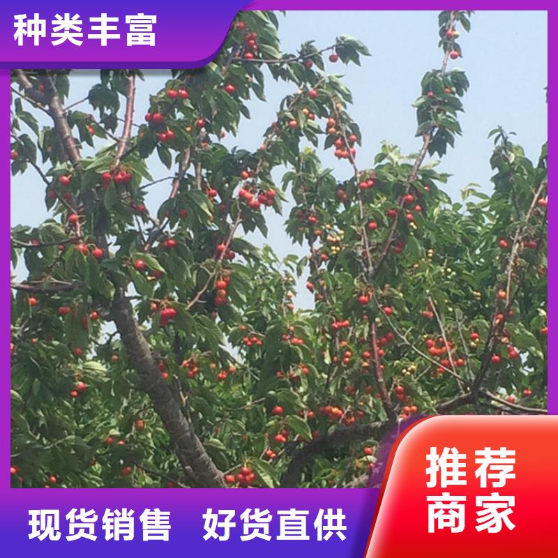 一根棍樱桃树苗价格标准工艺