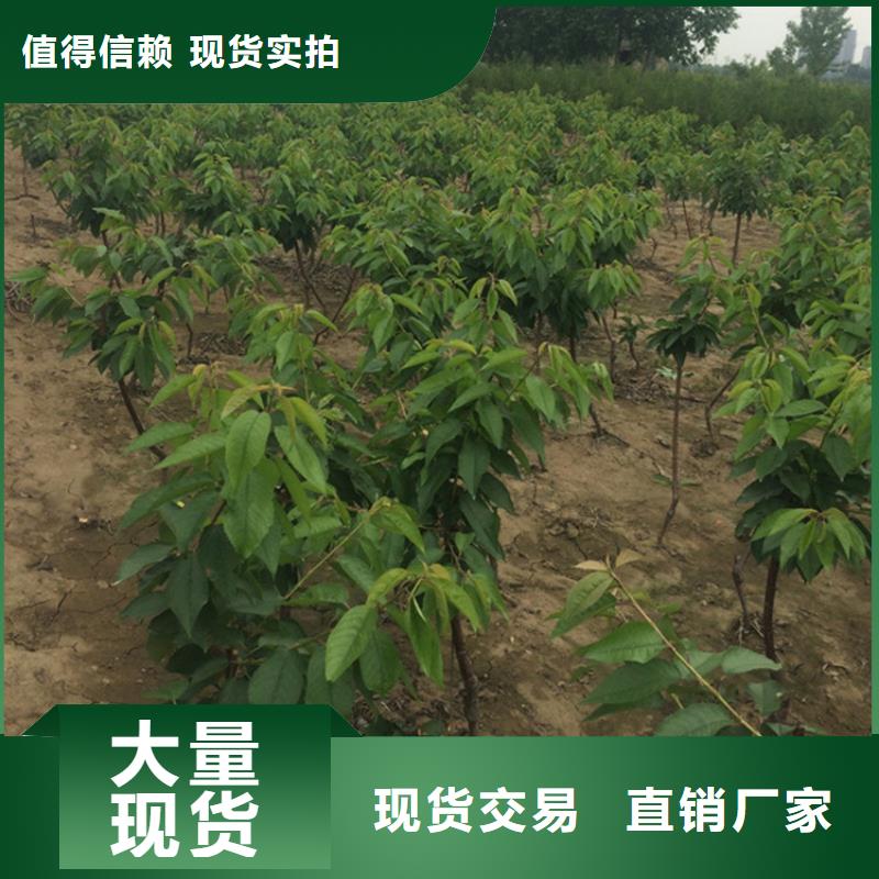 矮化大樱桃树苗全国发货同城公司