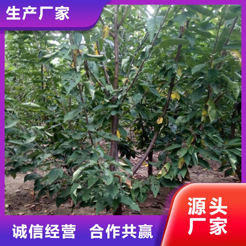 矮化大樱桃树苗经济效益源头厂家来图定制