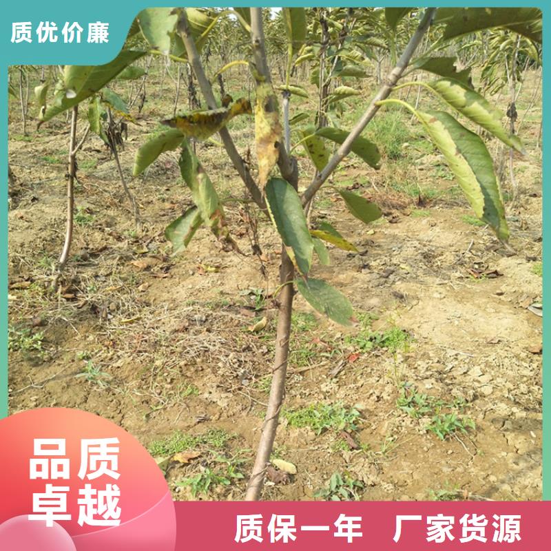 大樱桃树苗种植管理技术发货迅速