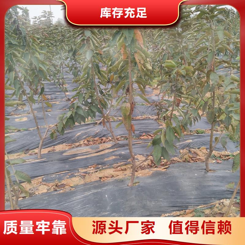 大樱桃苗欢迎咨询品质服务诚信为本