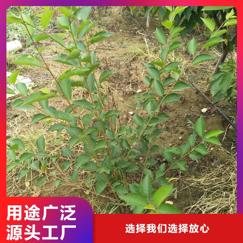 车厘子基地经销商