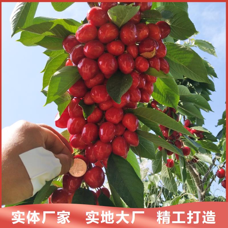 矮化吉塞拉大樱桃苗根系发达品质值得信赖