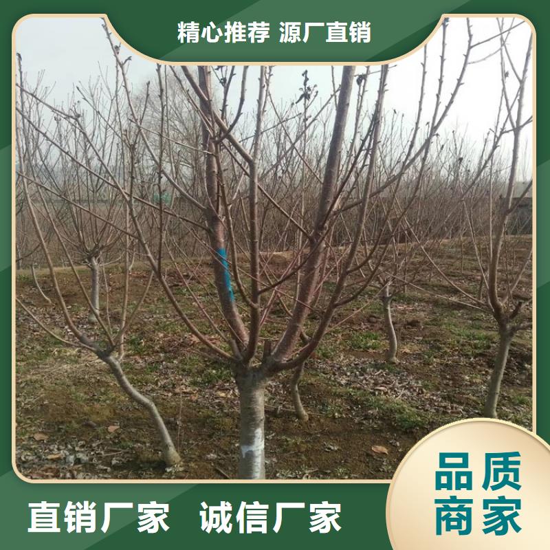 矮化车厘子苗批发零售免费寄样