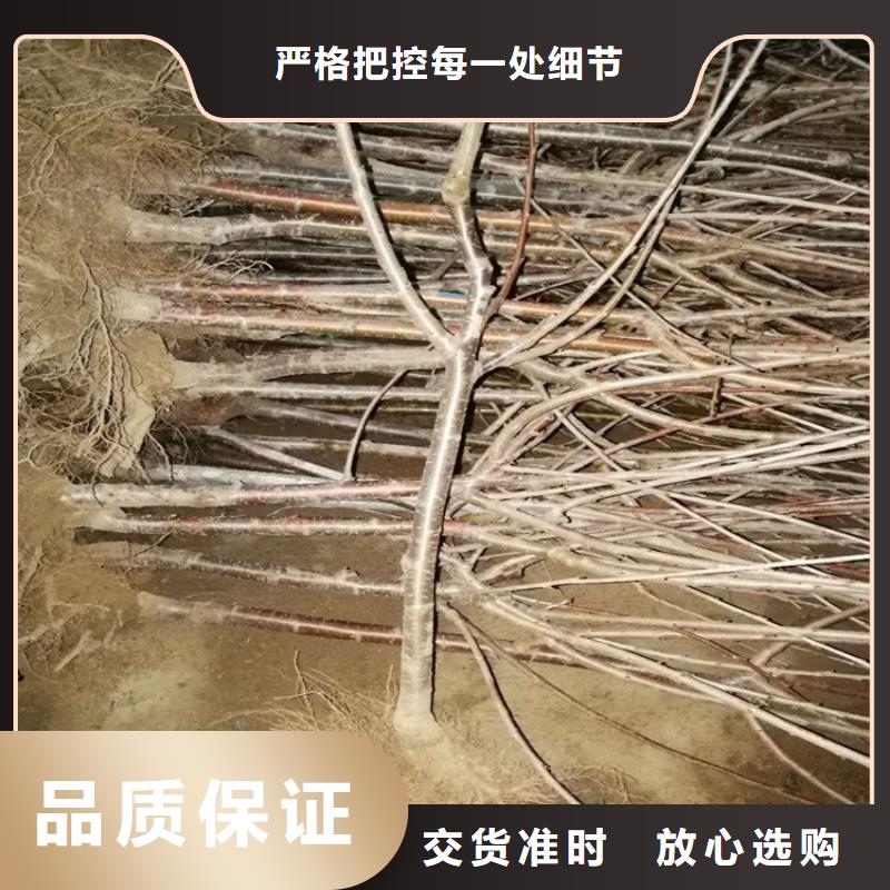 车厘子全国发货多年实力厂家