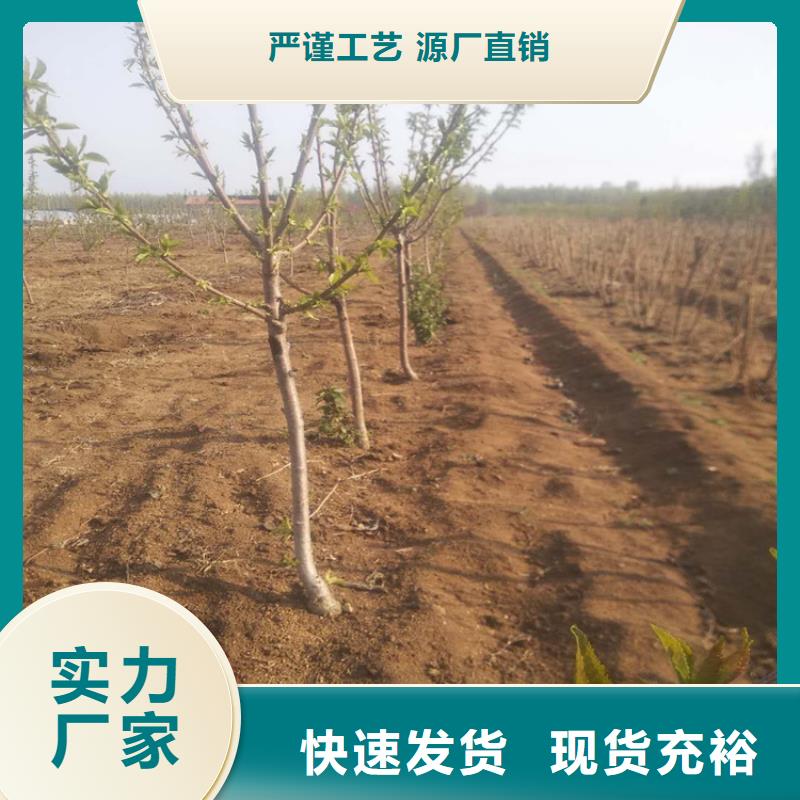 矮化吉塞拉大樱桃苗基地直销厂家供应