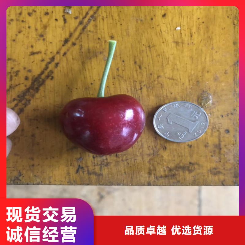 矮化车厘子苗采摘园支持加工定制