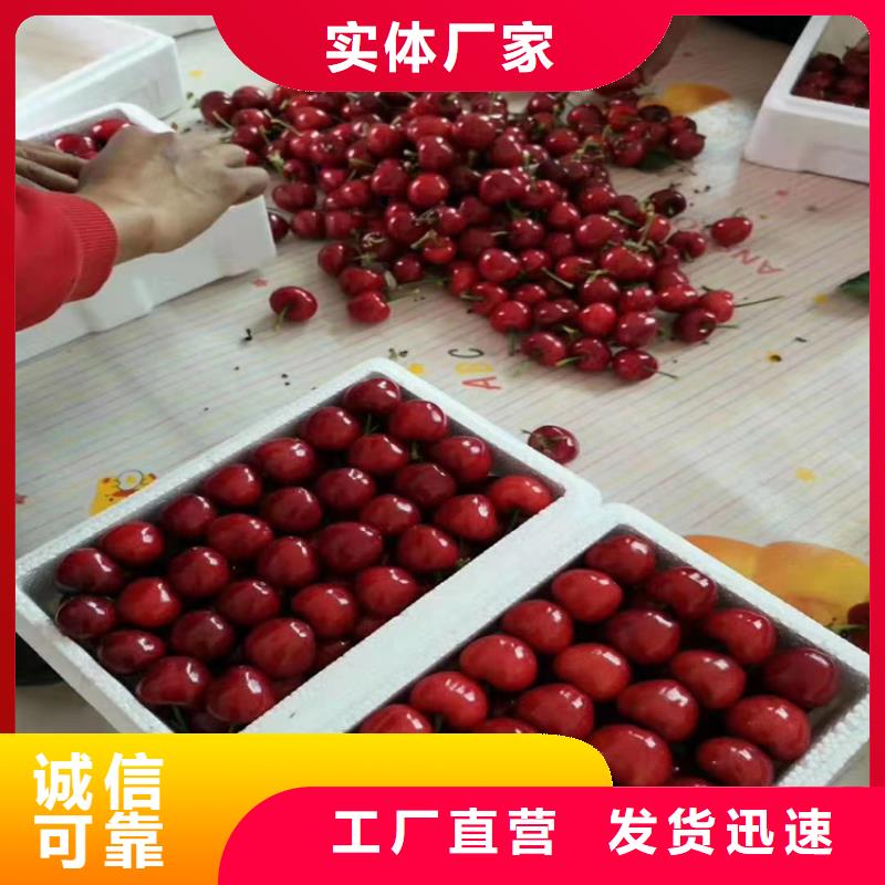 一根棍樱桃树苗育苗基地老品牌厂家