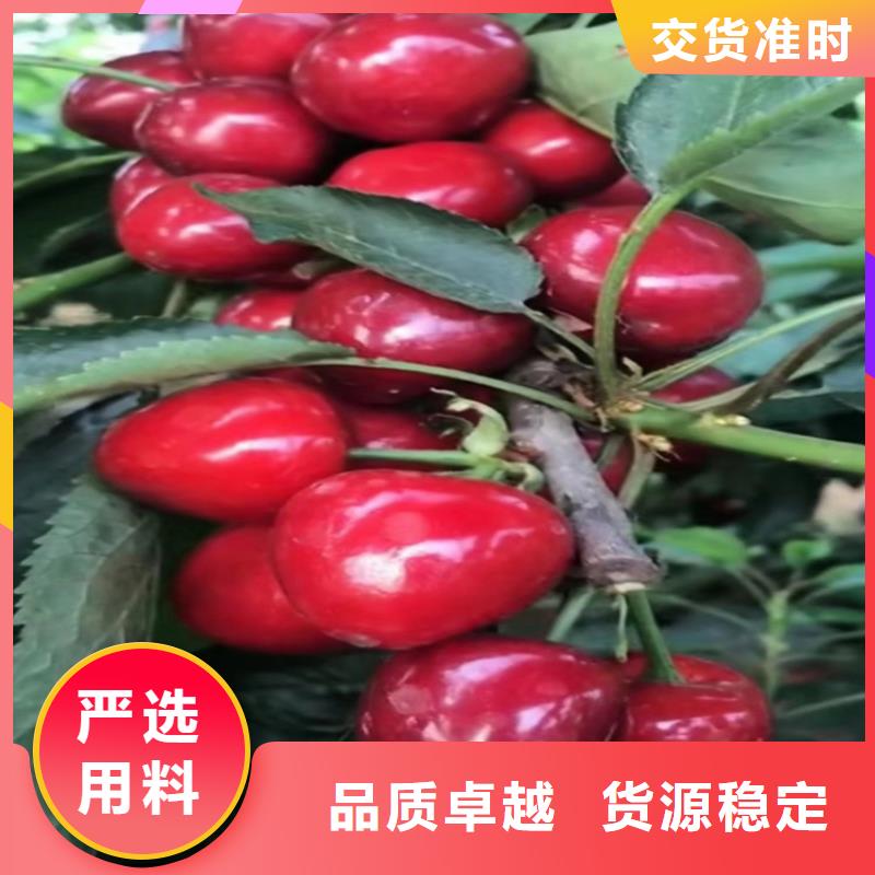矮化吉塞拉大樱桃苗怎么卖批发零售按需定做