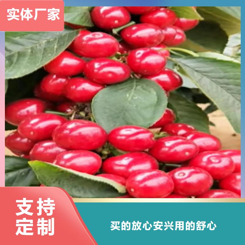 嫁接樱桃苗什么时间移栽产地批发