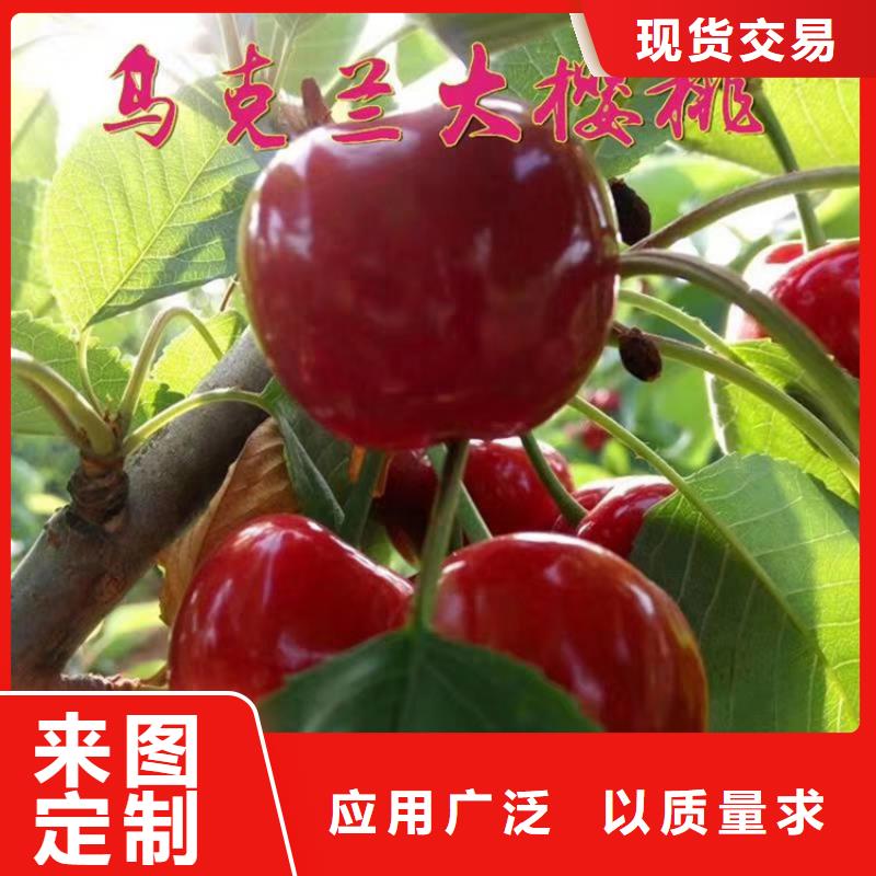 矮化大樱桃树苗批发质量好