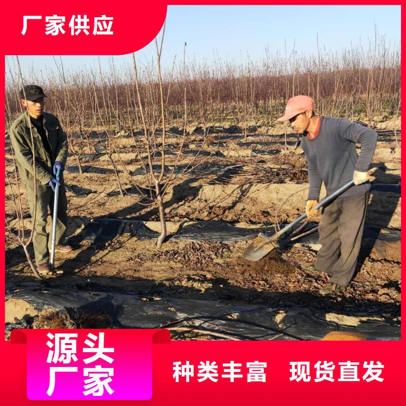矮化大樱桃树苗育苗基地保障