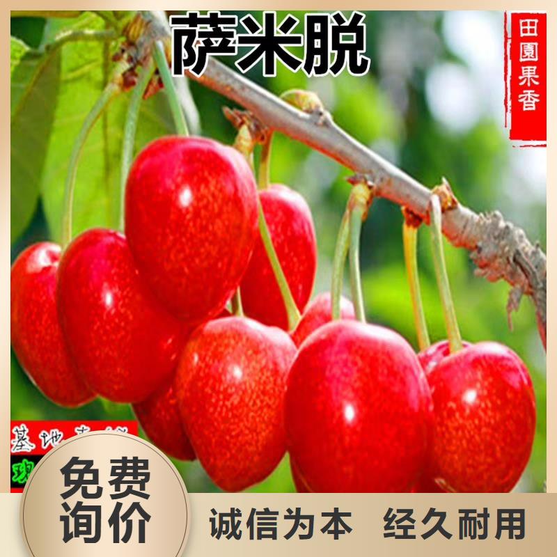 大樱桃树苗采摘园大厂生产品质