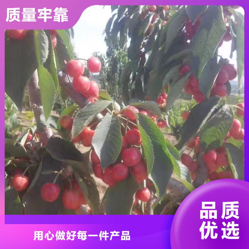 大樱桃树苗价格物流配货上门