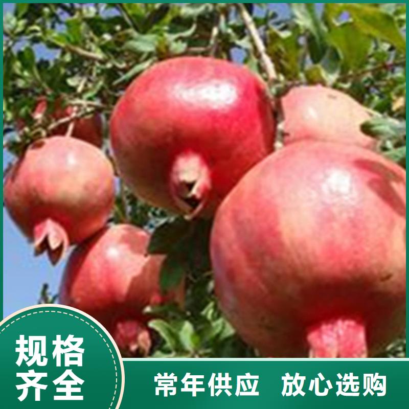 软籽石榴树苗全国发货当地品牌