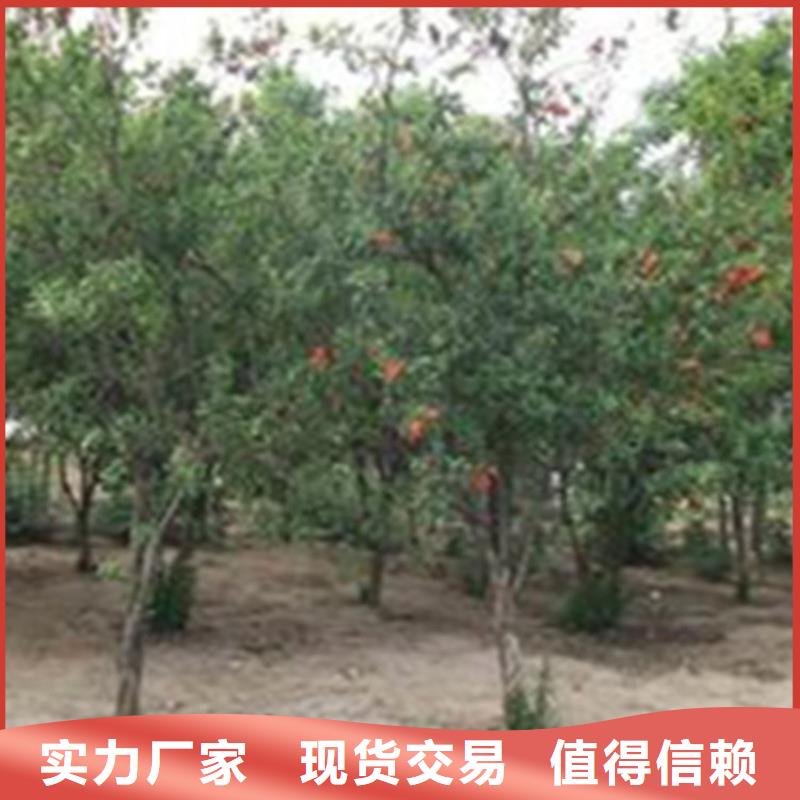 软籽石榴树苗批发当地公司