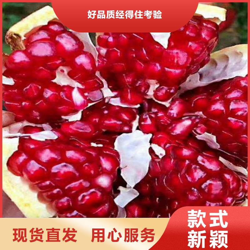 黑籽石榴苗规格设备齐全支持定制