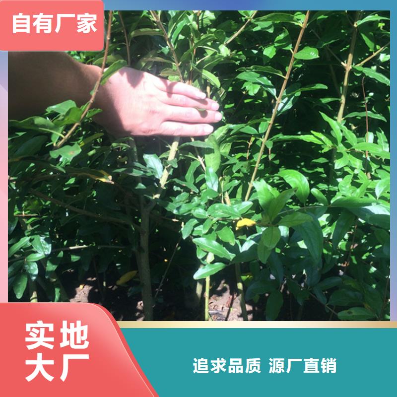 黑籽石榴苗基地直销厂家销售