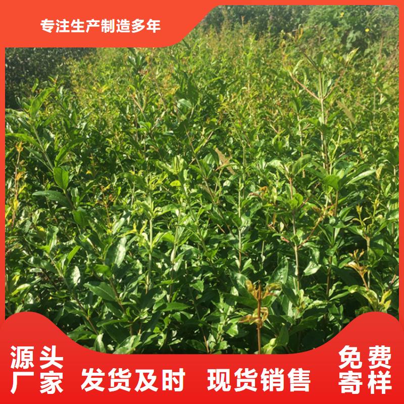 软籽石榴苗产量多少服务至上