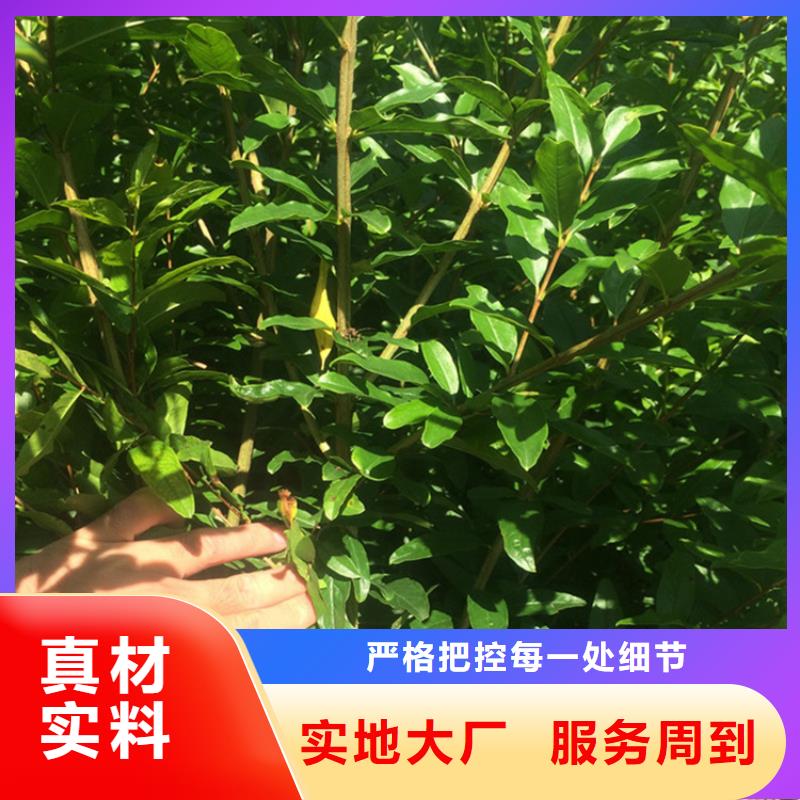 黑籽石榴树苗怎么卖质量可靠