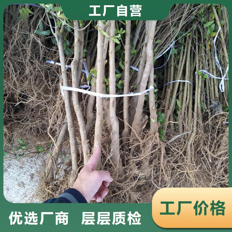 大个石榴树苗新奇品种货品齐全