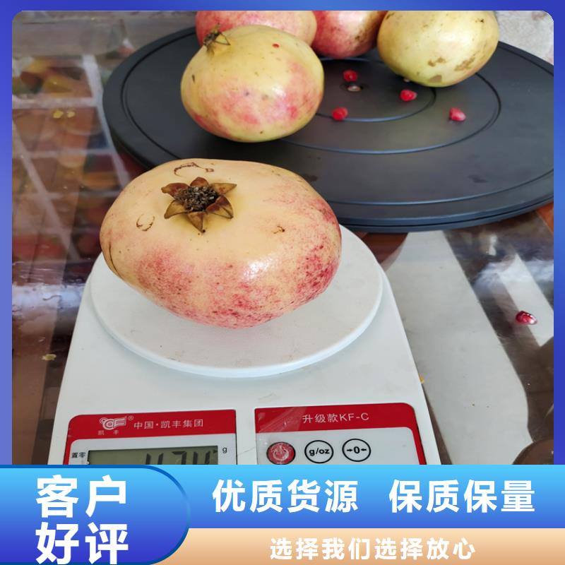 黑籽石榴树苗经济效益高标准高品质