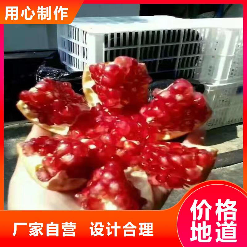 软籽石榴树苗多少钱一棵研发生产销售
