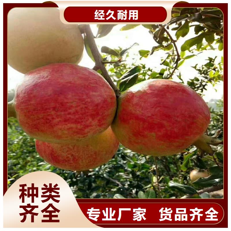 黑籽石榴树全国发货/轩园园艺场当地生产商