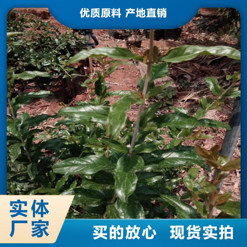 甜籽石榴苗质优价廉用的放心