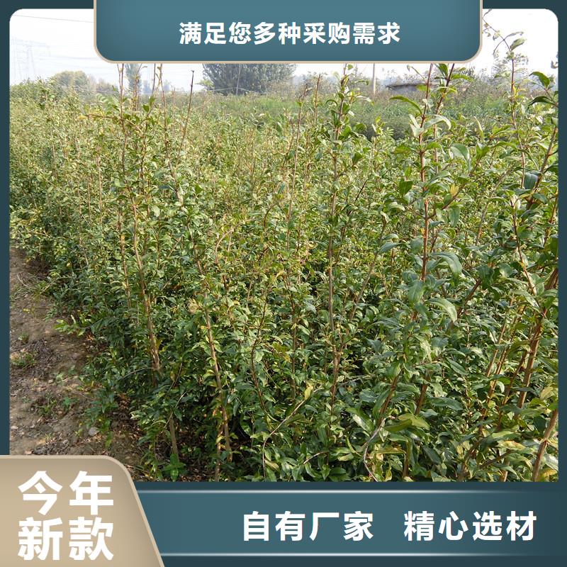 甜籽石榴树苗种植技术注重细节
