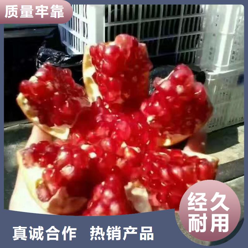 软籽石榴树苗种植基地多年经验值得信赖