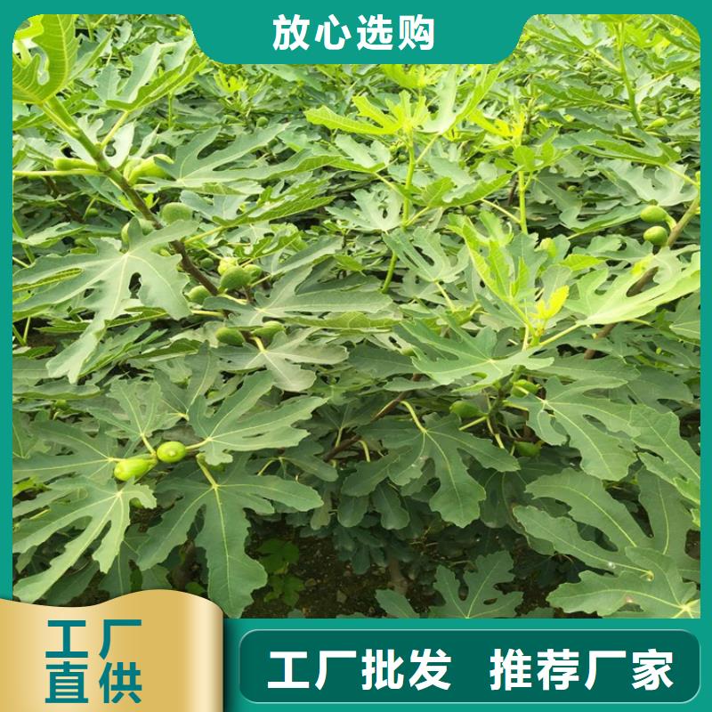 大青皮无花果苗功效与作用及禁忌/轩园园艺场本地生产厂家