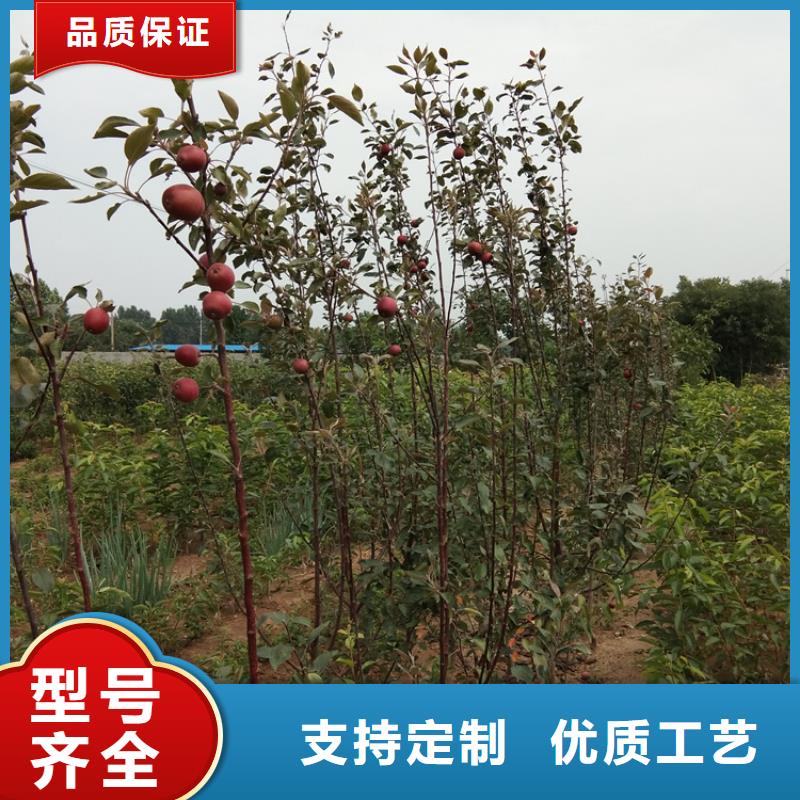 苹果树苗大棚种植/轩园园艺场长期供应
