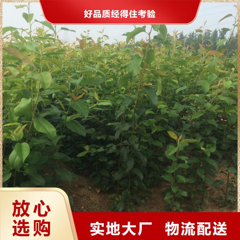 红梨苗产量多少质量为本