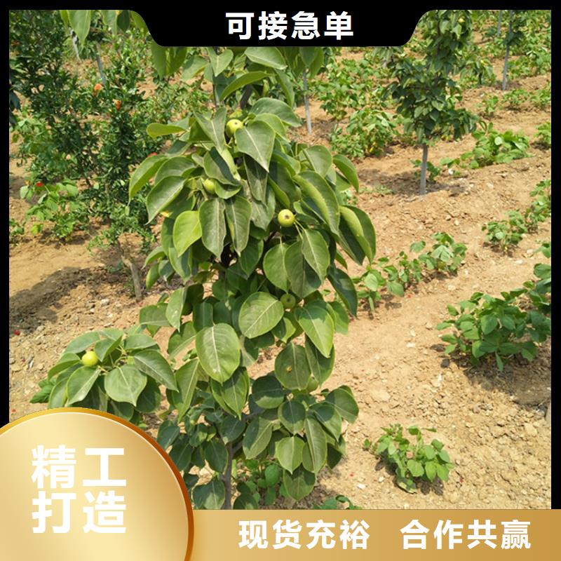 三红梨树苗产量多少大品牌值得信赖